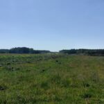 16 maja km 608+950 wykarczowano i usunięto karpiny