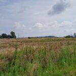 05 sierpnia km 601+500’ odhumusowanie